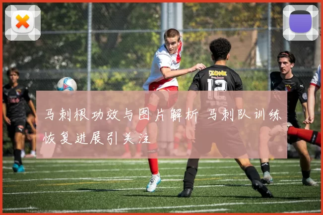 马刺根功效与图片解析 马刺队训练恢复进展引关注