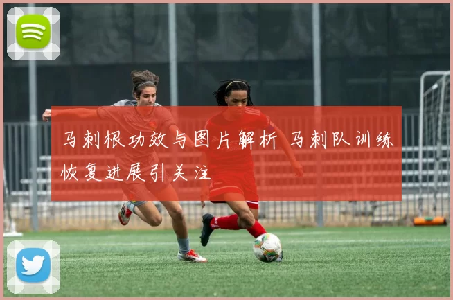 马刺根功效与图片解析 马刺队训练恢复进展引关注